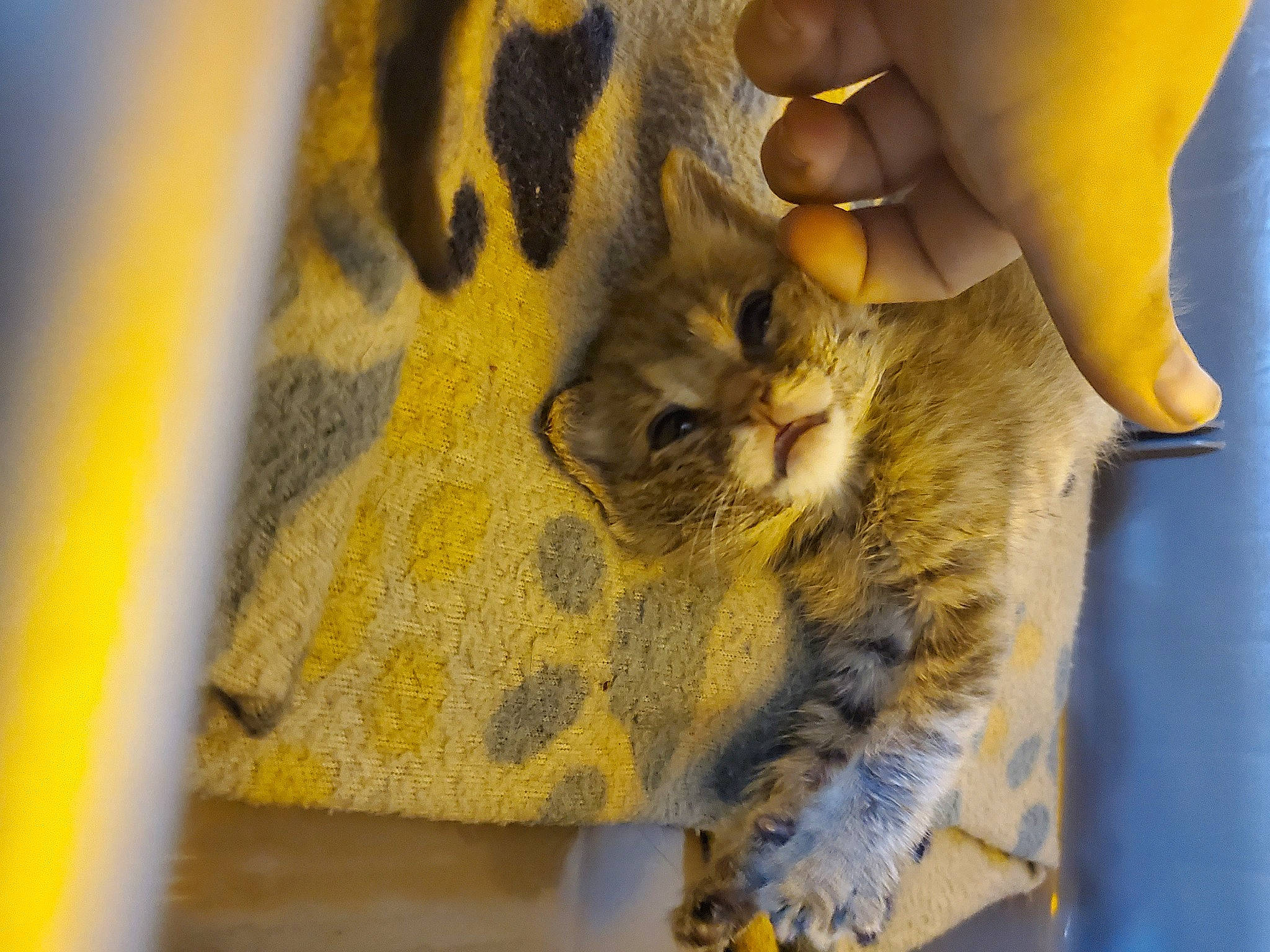 Picasso is registered to the contest to win money with this photo: carnivore, cat, claw, domestic_short_haired_cat, fawn, felidae, foot, fur, gesture, linens, nail, pattern, paw, plant, small_to_medium_sized_cats, snout, tail, thigh, whiskers, wildlife