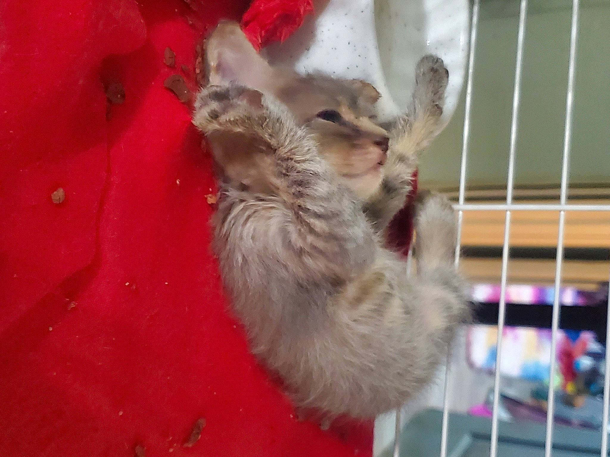 Picasso joined the competition — help win amazing prizes! animal_shelter, canidae, carnivore, cat, claw, dog_breed, domestic_short_haired_cat, fawn, felidae, fur, paw, pet_supply, rabbits_and_hares, rodent, small_to_medium_sized_cats, snout, sporting_group, tail, whiskers, wildlife