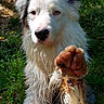 Udo participe au concours pour gagner de l'argent avec cette photo : dog, wet, muddy, paw, outdoor, grass, rocks, animal, pet, border_collie, nature, fur, closeup, expression, canine, playful, summer, daylight, mammal, curious