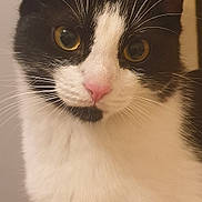 Dixie a rejoint le concours — aidez-le/la à gagner de superbes lots ! cat, close_up, indoor, black_and_white, whiskers, pink_nose, yellow_eyes, curious, feline, pet, animal, face, fur, portrait, domestic_cat, whiskers_visible, looking_at_camera, soft_light, background_blur, ears