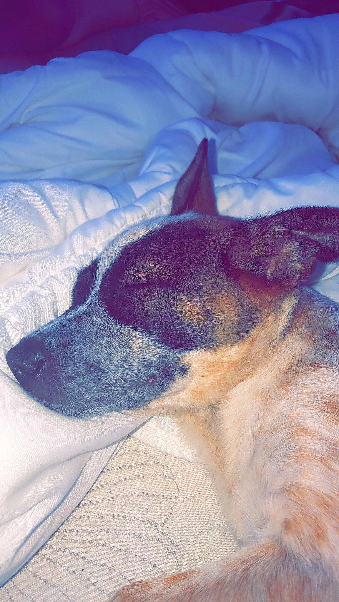 Bean is registered to the contest to win money with this photo: bed_sheet, blanket, canidae, carnivore, comfort, companion_dog, dog, dog_breed, fawn, fur, linens, sleep, snout, sporting_group, vertebrate, whiskers, working_animal, working_dog