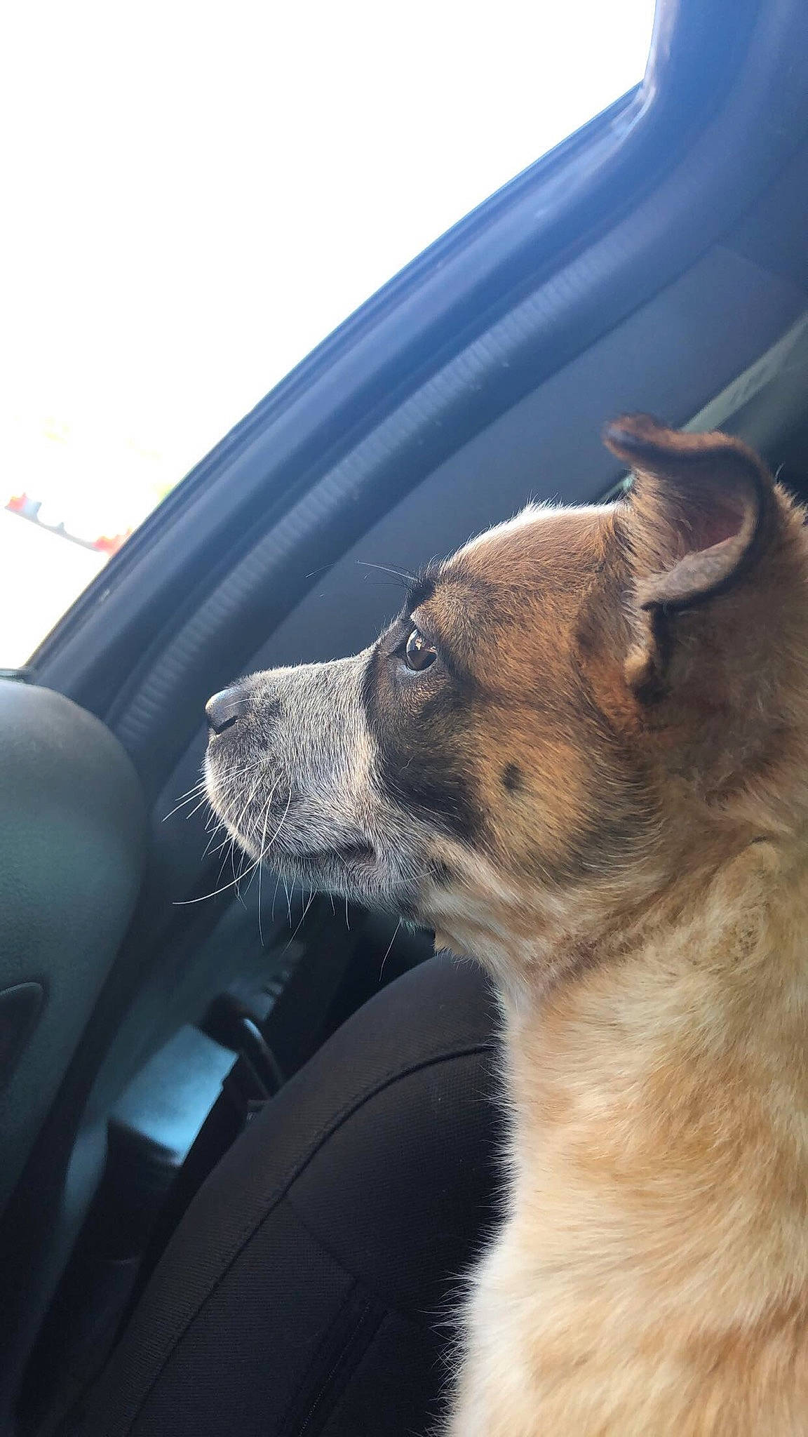 Bean joined the competition — help win amazing prizes! automotive_window_part, canidae, car_seat, carnivore, collar, comfort, companion_dog, dog, dog_breed, fawn, mammal, pet_supply, snout, sporting_group, steering_part, vehicle_door, vertebrate, whiskers, windshield, working_animal