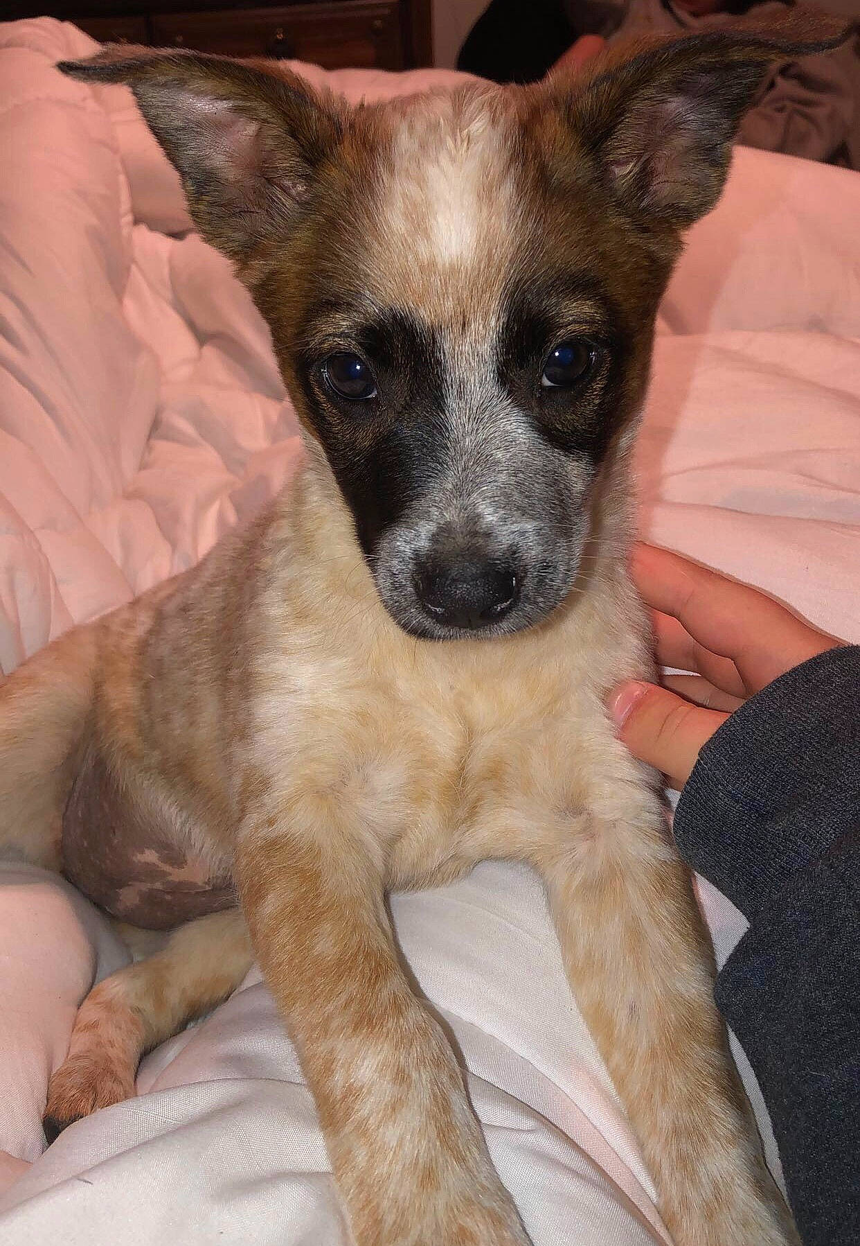 Bean is registered to the contest to win money with this photo: canidae, carnivore, comfort, companion_dog, dog, dog_breed, fawn, flesh, foot, fur, nail, organ, skin, snout, whiskers, working_animal