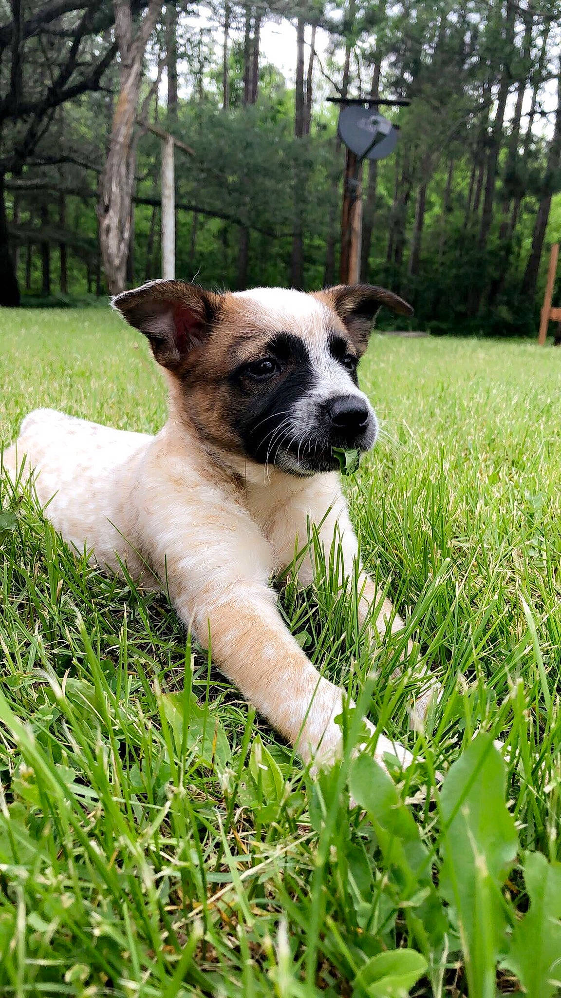 Bean is registered to the contest to win money with this photo: canidae, carnivore, companion_dog, dog, dog_breed, fawn, grass, grass_family, meadow, puppy, snout, sporting_group, terrestrial_animal, whiskers, working_animal, working_dog