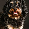 dog, pet, animal, curly_fur, black_fur, brown_fur, smiling, portrait, closeup, cute, fluffy, canine, studio, indoor, friendly, happy, looking_at_camera, fur, muzzle, ears