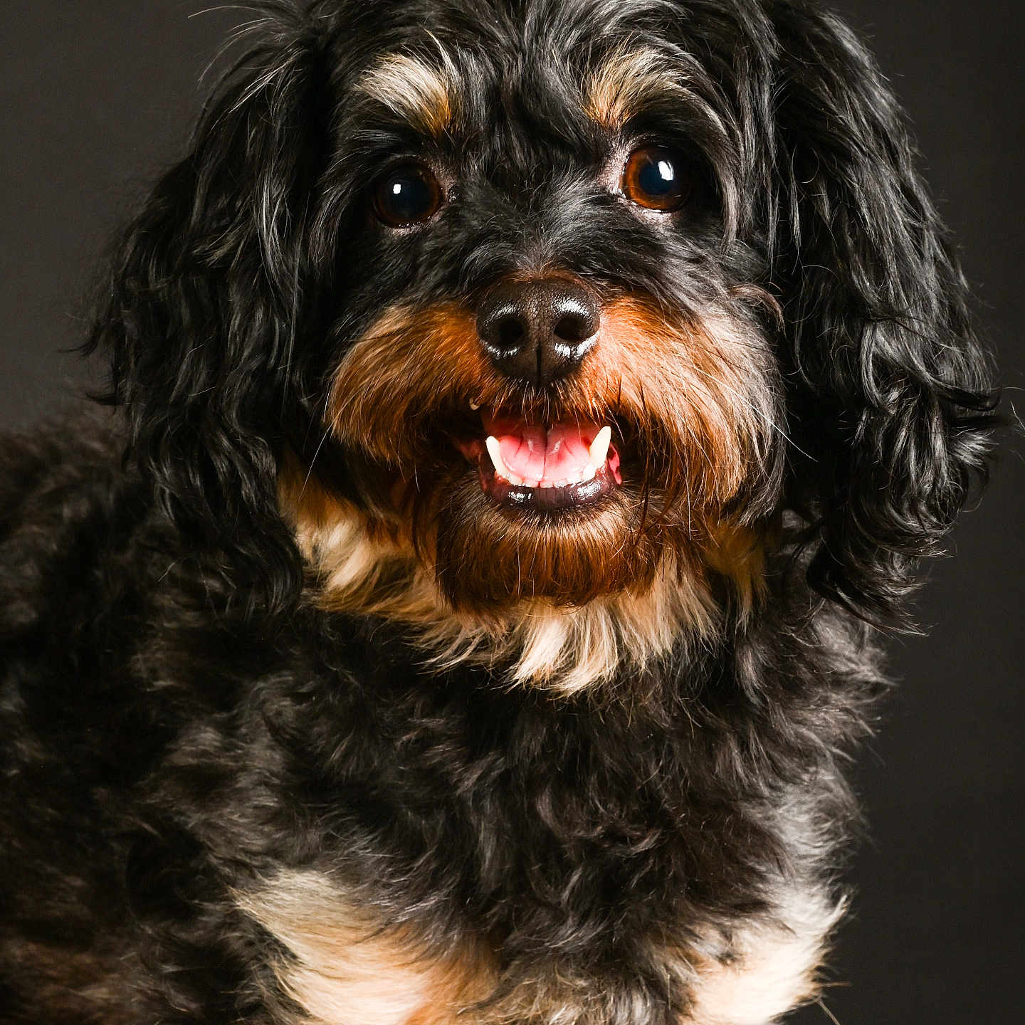 Moka a rejoint le concours — aidez-le/la à gagner de superbes lots ! dog, pet, animal, curly_fur, black_fur, brown_fur, smiling, portrait, closeup, cute, fluffy, canine, studio, indoor, friendly, happy, looking_at_camera, fur, muzzle, ears