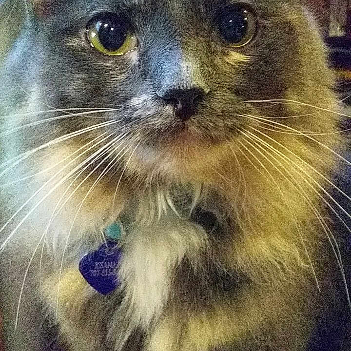 Nahari is registered to the contest to win money with this photo: burmese, carnivore, cat, ear, eye, fawn, felidae, fur, himalayan, iris, kitten, mammal, nebelung, sky, small_to_medium_sized_cats, snout, thai, tonkinese, whiskers, wildlife