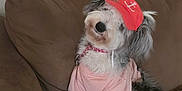 Khali joined the competition — help win amazing prizes! dog, pet, couch, brown_couch, pink_shirt, red_cap, anchor_symbol, fluffy_fur, chew_toy, indoor, cute, relaxed, seated, fur, collar, playful, animal, domestic_animal, living_room, canine