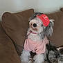 dog, pet, couch, brown_couch, pink_shirt, red_cap, anchor_symbol, fluffy_fur, chew_toy, indoor, cute, relaxed, seated, fur, collar, playful, animal, domestic_animal, living_room, canine