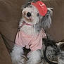 Khali is registered to the contest to win money with this photo: dog, fluffy, pink_tshirt, red_cap, anchor_symbol, brown_couch, chew_toy, pet, indoor, relaxed, cute, furry, canine, collar, seated, domestic_animal, fur, animal, household, companion