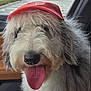 dog, fluffy, tongue_out, red_cap, car_interior, parking_lot, happy, pet, animal, shaggy, close_up, black_nose, furry, canine, seat, window, daylight, outdoor_view, tongue, friendly