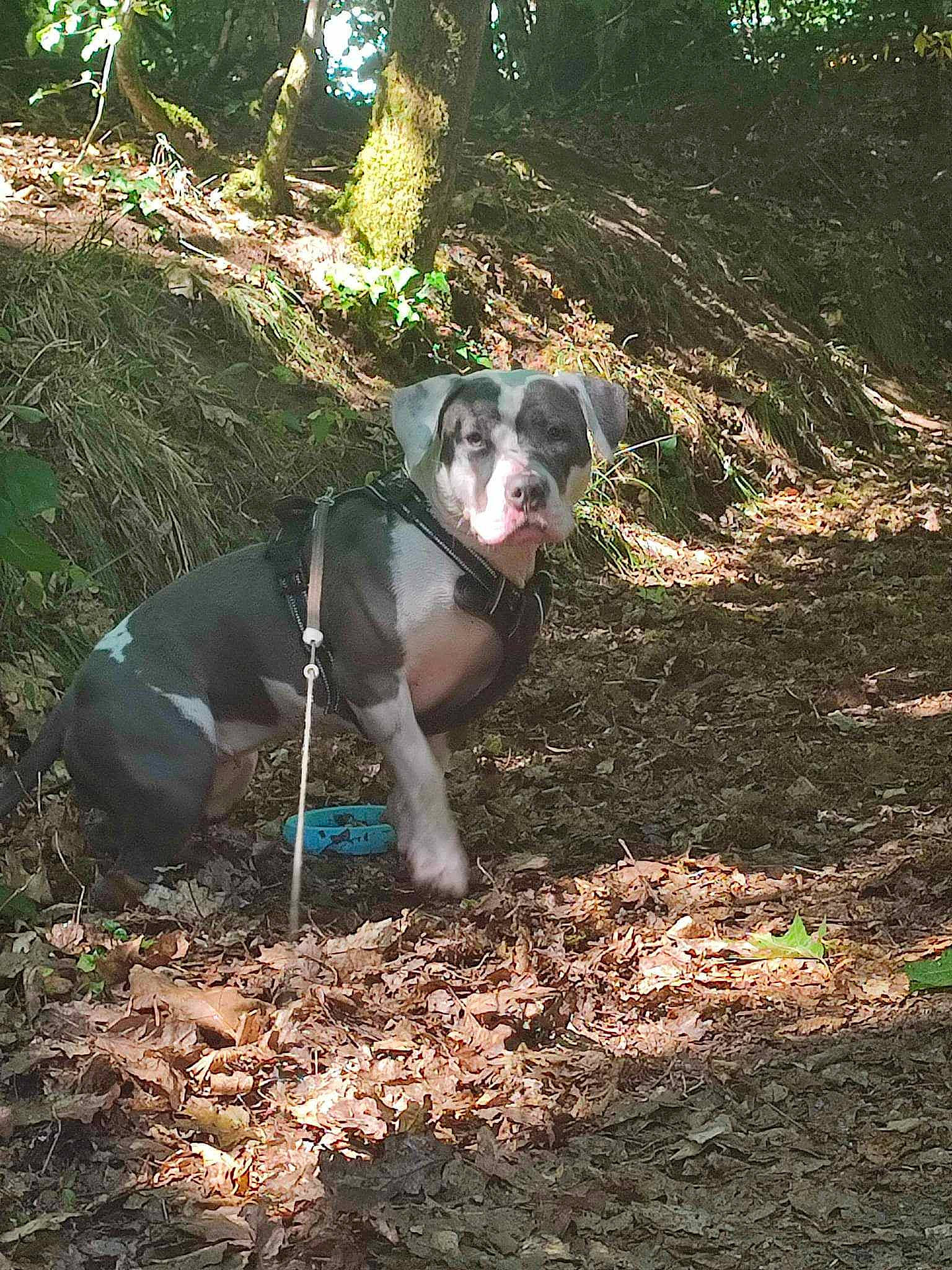 Saw participe au concours pour gagner de l'argent avec cette photo : adventure, ball, canidae, carnivore, companion_dog, dog, dog_breed, fawn, forest, grass, plant, snout, soil, sporting_group, tail, terrestrial_animal, tree, trunk, woodland, working_animal