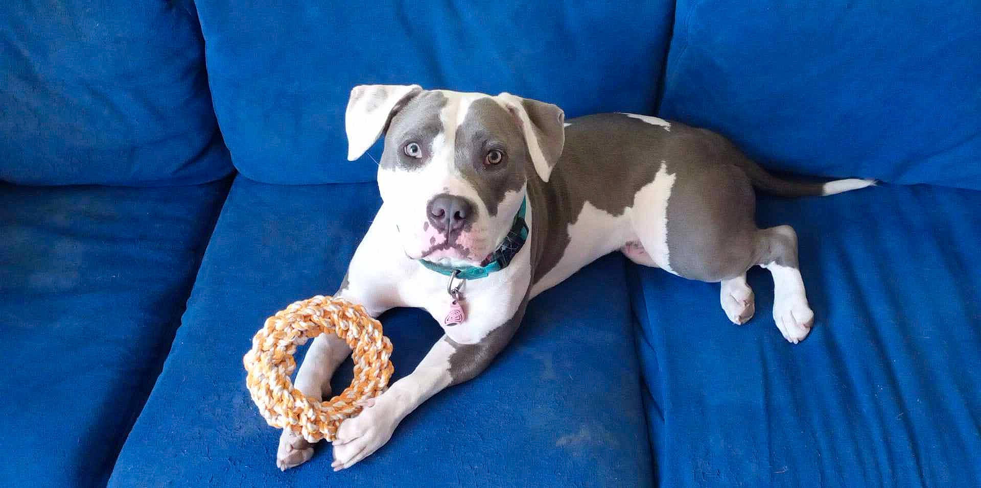 Saw a rejoint le concours — aidez-le/la à gagner de superbes lots ! canidae, carnivore, circle, collar, companion_dog, dog, dog_breed, dog_collar, dog_supply, fawn, leash, linens, non_sporting_group, pattern, paw, pet_supply, puppy, snout, sporting_group, working_animal