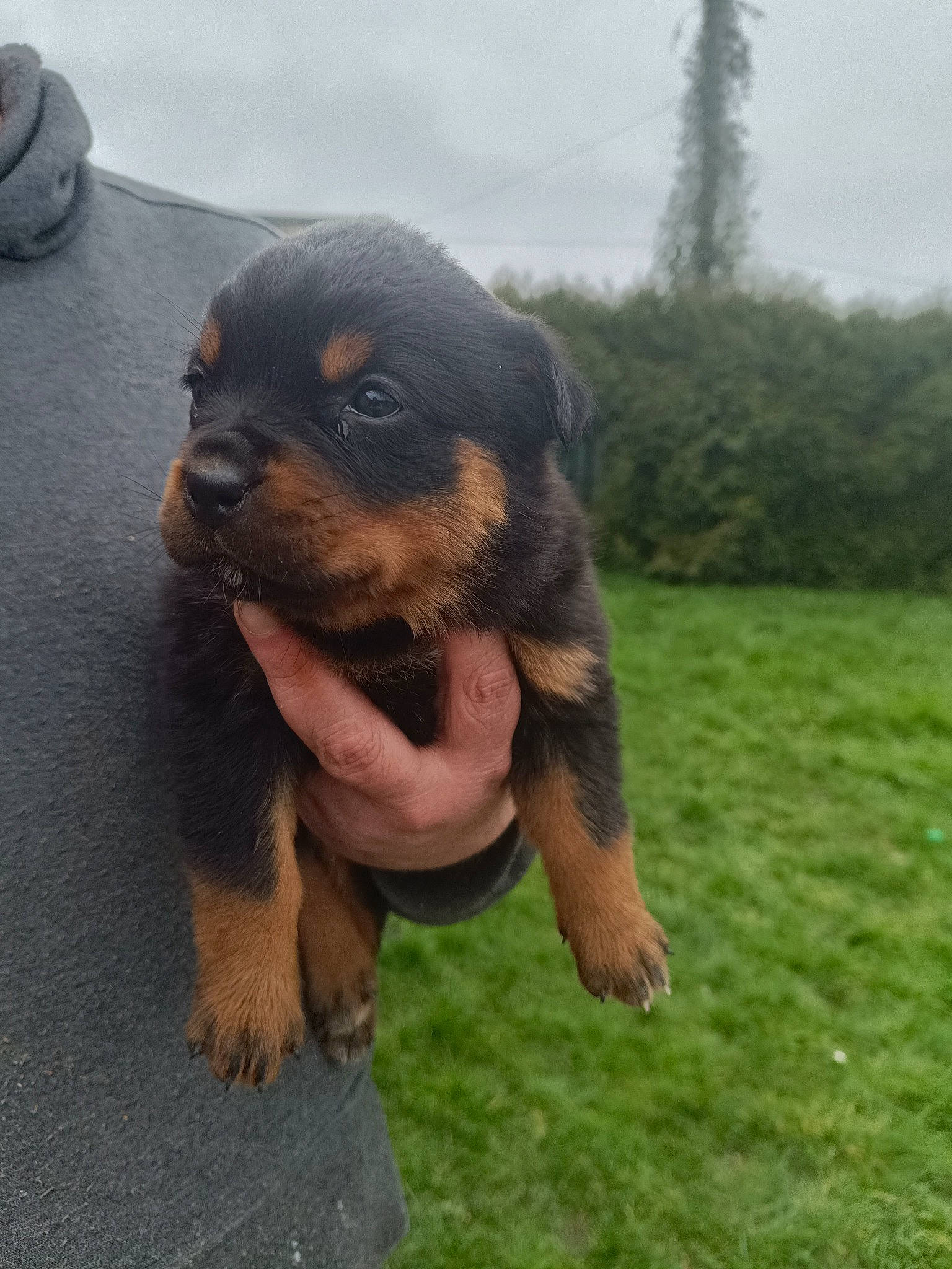 Valkyrie a rejoint le concours — aidez-le/la à gagner de superbes lots ! canidae, carnivore, companion_dog, dog, dog_breed, fur, grass, guard_dog, hound, liver, paw, plant, sky, snout, sporting_group, terrestrial_animal, toy_dog, tree, working_animal, working_dog