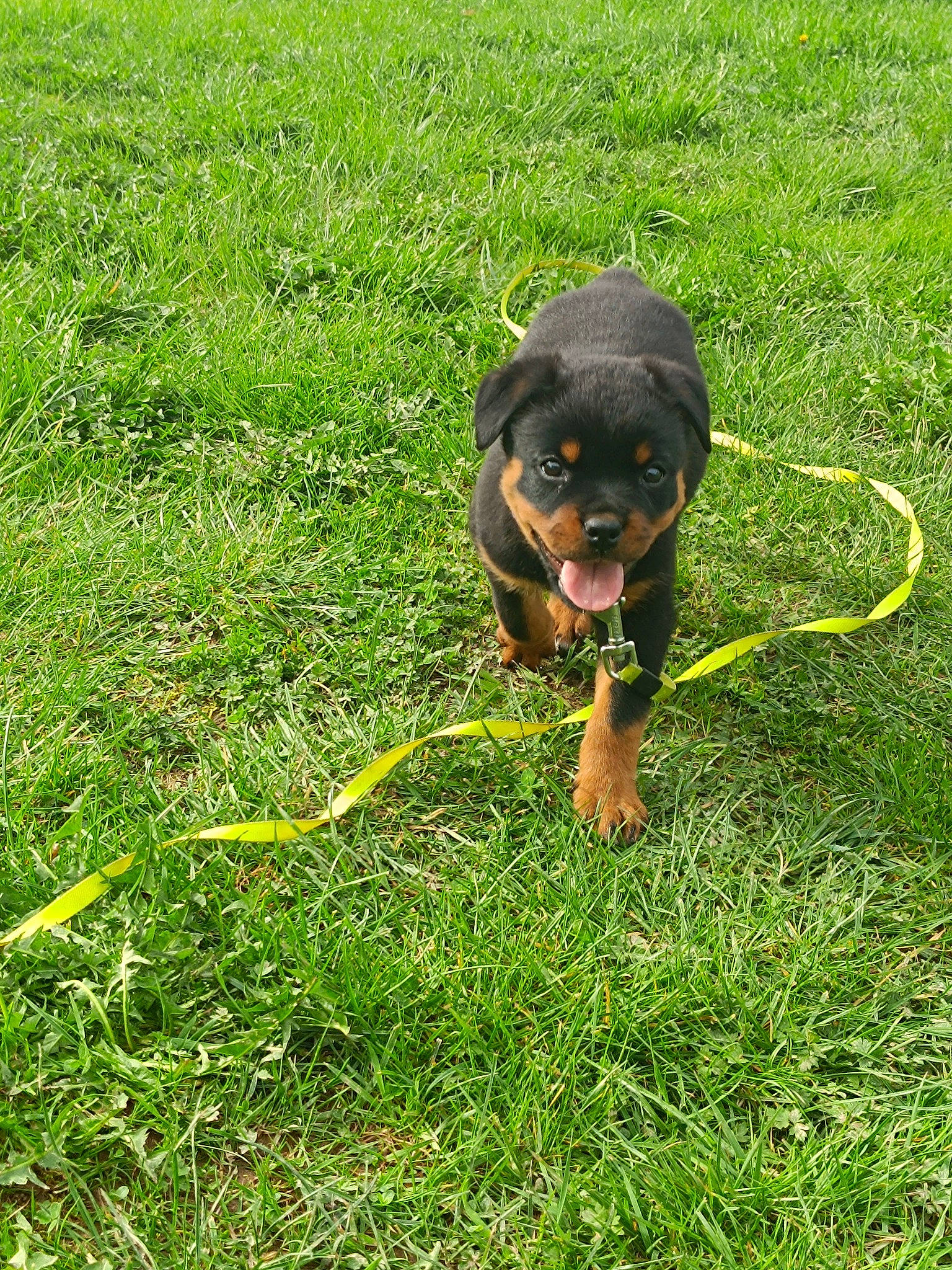 Valkyrie participe au concours pour gagner de l'argent avec cette photo : canidae, carnivore, companion_dog, dog, dog_breed, grass, grassland, groundcover, guard_dog, hunting_dog, plant, sporting_group, tail, terrestrial_animal, working_animal, working_dog