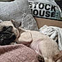 Aiya participe au concours pour gagner de l'argent avec cette photo : animal, blanket, comfort, cozy, cushion, cute, dog, fur, home, indoor, pet, puppy, relaxation, resting, sleep, sleeping, snuggle, soft, warm, young_dog