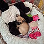 Aiya participe au concours pour gagner de l'argent avec cette photo : animal, cozy, cute, dog, dog_bed, fur, indoor, panda, pet, pink_toy, plush_toy, pug, puppy, resting, rope_toy, sleepy, small, snug, soft, toy