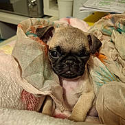 Aiya a rejoint le concours — aidez-le/la à gagner de superbes lots ! animal, blanket, cozy, cute, dog, ears, fabric, face, fur, indoor, nose, pet, pug, puppy, resting, sleepy, small, snuggled, wrapped, young