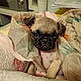 animal, blanket, cozy, cute, dog, ears, fabric, face, fur, indoor, nose, pet, pug, puppy, resting, sleepy, small, snuggled, wrapped, young