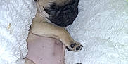 Aiya participe au concours pour gagner de l'argent avec cette photo : adorable, animal, blanket, cozy, cute, dog, face, fluffy, fur, indoors, paw, pet, pug, puppy, relaxed, resting, sleeping, small, snout, soft