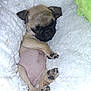 adorable, animal, blanket, cozy, cute, dog, face, fluffy, fur, indoors, paw, pet, pug, puppy, relaxed, resting, sleeping, small, snout, soft