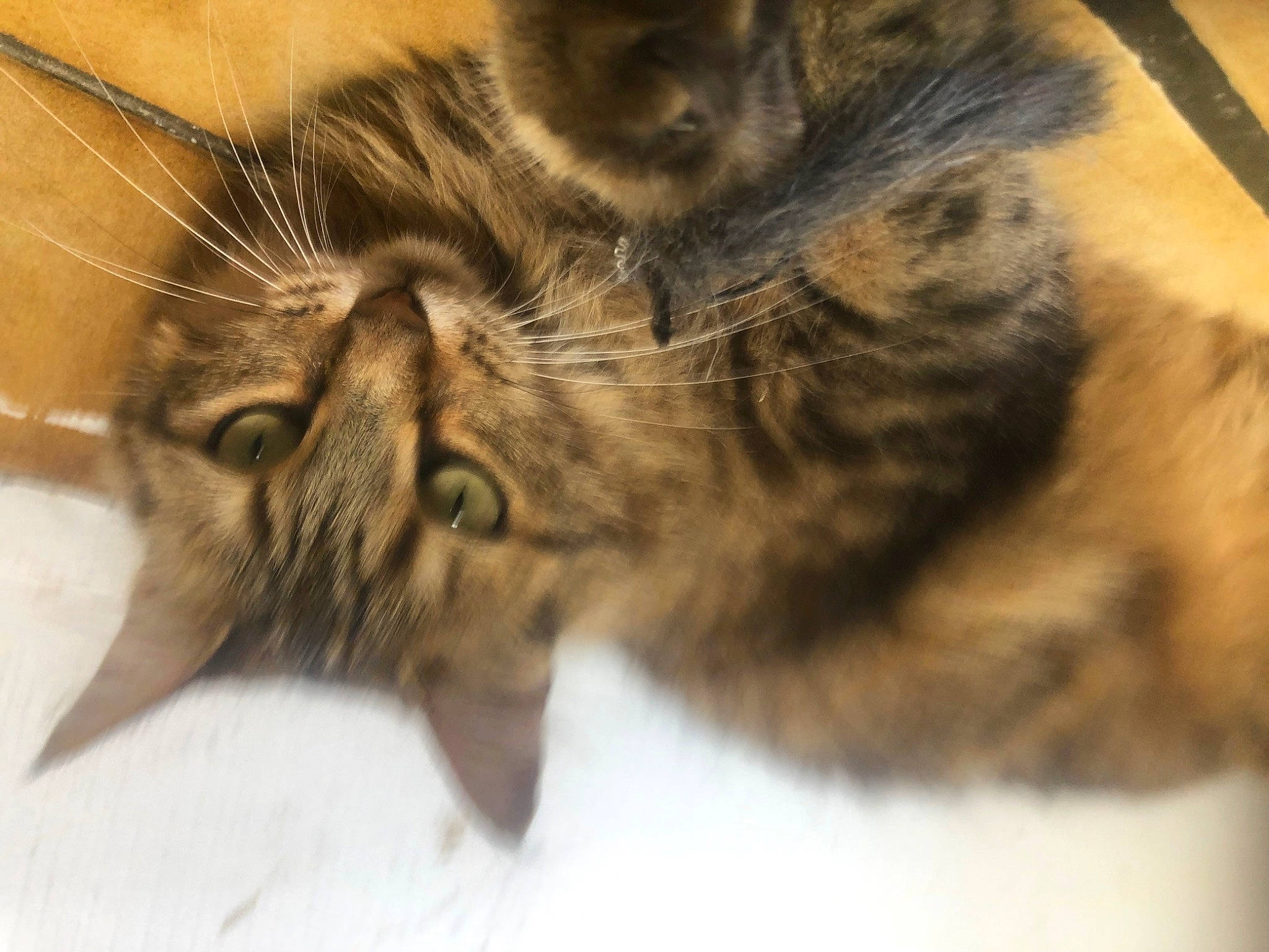 Nesta participe au concours pour gagner de l'argent avec cette photo : carnivore, cat, claw, comfort, domestic_short_haired_cat, ear, felidae, fur, hair, nap, paw, sleep, small_to_medium_sized_cats, snout, tail, terrestrial_animal, whiskers, wildlife, wood