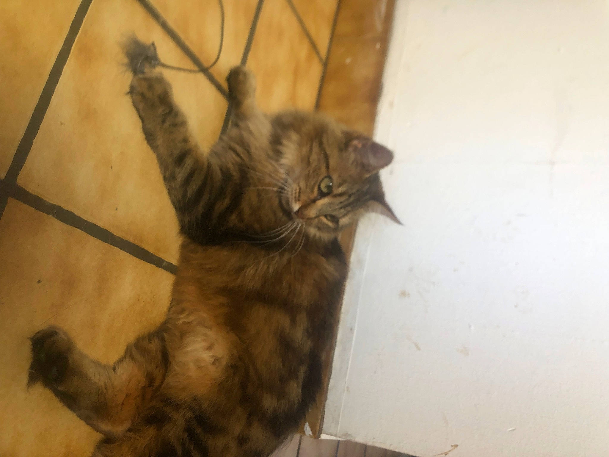 Nesta a rejoint le concours — aidez-le/la à gagner de superbes lots ! animal_shelter, carnivore, cat, claw, domestic_short_haired_cat, door, fawn, felidae, flooring, fur, liver, mammal, paw, small_to_medium_sized_cats, tail, terrestrial_animal, vertebrate, whiskers, window, wood