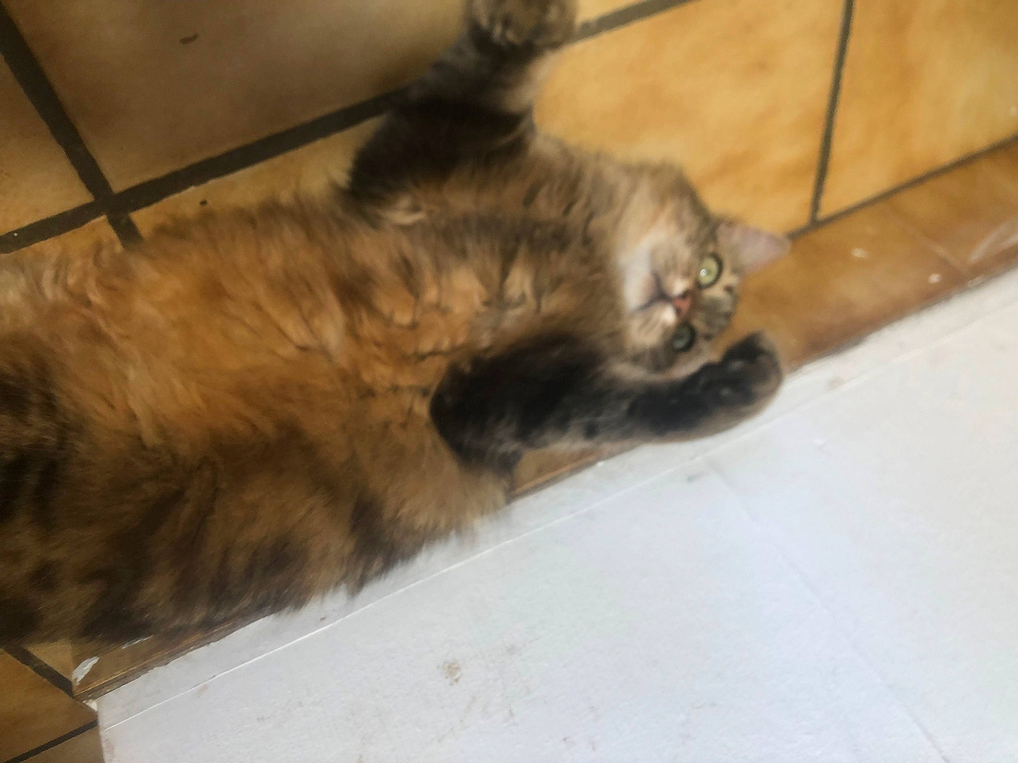 Nesta participe au concours pour gagner de l'argent avec cette photo : carnivore, cat, claw, comfort, companion_dog, dog_breed, fawn, felidae, floor, flooring, fur, hardwood, liver, paw, small_to_medium_sized_cats, snout, sporting_group, tail, whiskers, wood