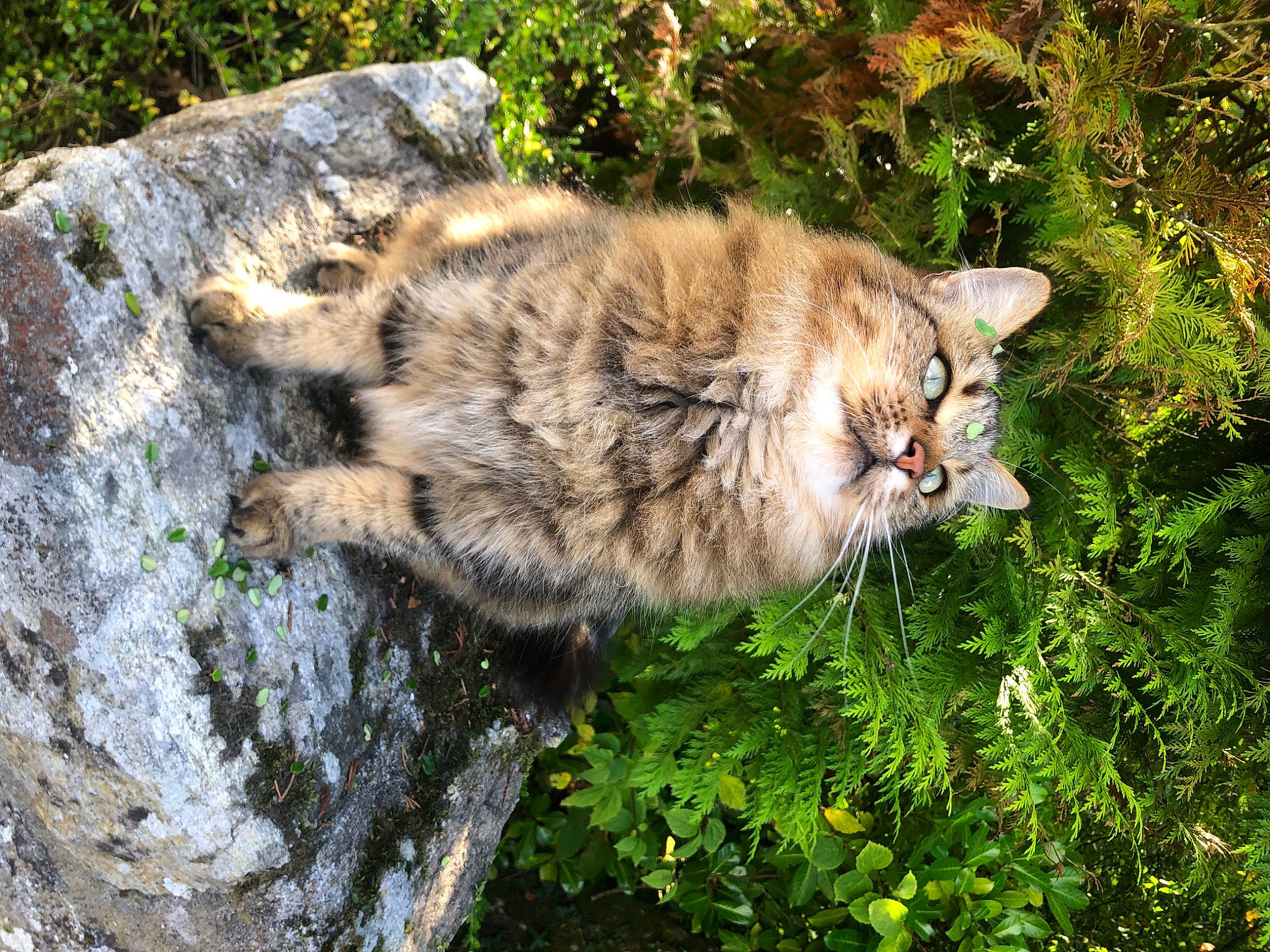 Nesta a rejoint le concours — aidez-le/la à gagner de superbes lots ! bedrock, carnivore, cat, domestic_short_haired_cat, fawn, felidae, fur, grass, plant, small_to_medium_sized_cats, snout, tail, terrestrial_animal, tree, trunk, vegetation, water, whiskers, wilderness, wildlife