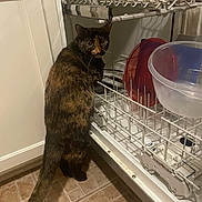 Calleygh Co-Wilder is registered to the contest to win money with this photo: cat, tortoiseshell, dishwasher, kitchen, curious, pets, floor, tiles, plastic, container, home, appliance, looking_back, animal, indoor, feline, whiskers, ears, tail, cabinet