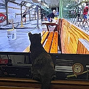 Calleygh Co-Wilder is registered to the contest to win money with this photo: activity, animal, bench, bucket, cap, cat, floor, furniture, gym, indoor, lighting, net, people, person, screen, sports, table, television, watching, wood