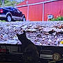 Calleygh Co-Wilder joined the competition — help win amazing prizes! animal, background, barn, black_cat, cat, clock, curious, electronics, furniture, gravel, indoor, leaves, nature, outdoor, pet, screen, television, truck, vehicle, wood