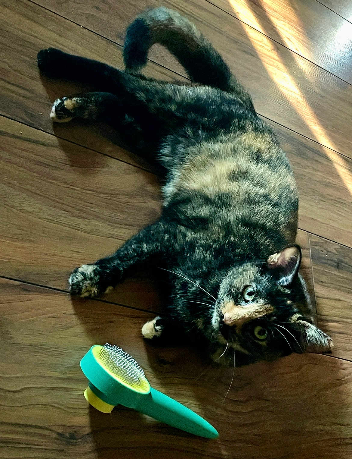 Calleygh Co-Wilder joined the competition — help win amazing prizes! cat, tortoiseshell_cat, pet, animal, floor, wooden_floor, grooming_brush, brush, indoor, relaxed, laying_down, curious, fur, whiskers, light, shadow, domestic_cat, closeup, cute, companion