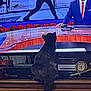 Calleygh Co-Wilder is registered to the contest to win money with this photo: animal, broadcast, cat, clock, curious, electronics, furniture, home, indoor, media, news_anchor, person, pet, screen, silhouette, suit, television, tie, watching, wooden_cabinet