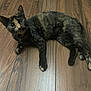cat, tortoiseshell, pet, animal, fur, wooden_floor, indoor, curious, lying_down, floor, whiskers, ears, eyes, domestic_cat, mammal, cute, feline, resting, looking, cozy