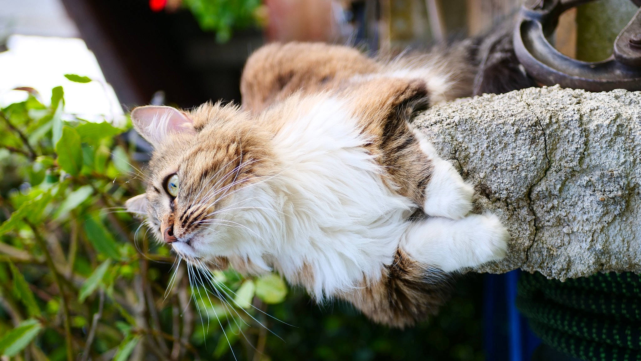 Nala a rejoint le concours — aidez-le/la à gagner de superbes lots ! carnivore, cat, claw, close_up, domestic_short_haired_cat, event, fawn, felidae, fur, grass, mammal, plant, small_to_medium_sized_cats, snout, tail, terrestrial_animal, tree, whiskers, wildlife, wood