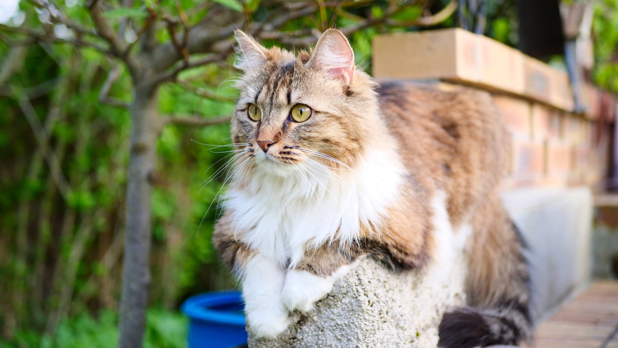Nala participe au concours pour gagner de l'argent avec cette photo : british_longhair, carnivore, cat, domestic_short_haired_cat, fawn, felidae, fur, grass, hair, maine_coon, norwegian_forest_cat, plant, small_to_medium_sized_cats, snout, tail, terrestrial_animal, tree, whiskers, wildlife, wood