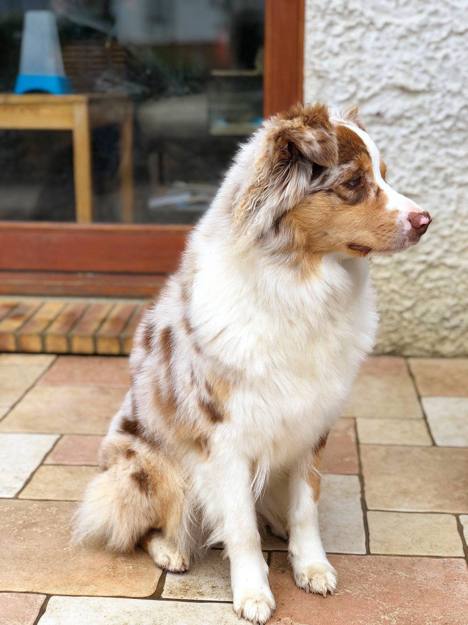 Mila a rejoint le concours — aidez-le/la à gagner de superbes lots ! ancient_dog_breeds, australian_collie, canidae, carnivore, companion_dog, dog, dog_breed, fawn, felidae, flooring, fur, herding_dog, plant, snout, sporting_group, tail, terrestrial_animal, whiskers, working_animal, working_dog