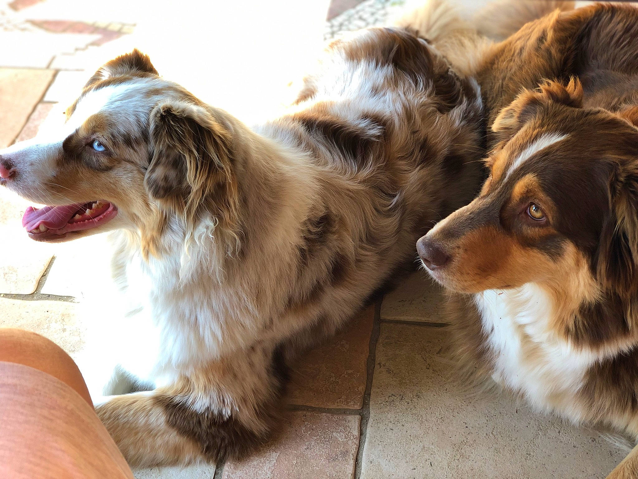 Mila participe au concours pour gagner de l'argent avec cette photo : canidae, carnivore, collar, companion_dog, dog, dog_breed, fawn, fur, herding_dog, liver, paw, puppy, scotch_collie, snout, sporting_group, terrestrial_animal, whiskers, working_dog