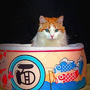 Nougat a rejoint le concours — aidez-le/la à gagner de superbes lots ! cat, orange_cat, white_cat, pet_bed, colorful, fish_pattern, lucky_cat, fluffy, feline, indoor, cute, portrait, animal, soft_lighting, dark_background, cozy, resting, pet, domestic_cat, sitting