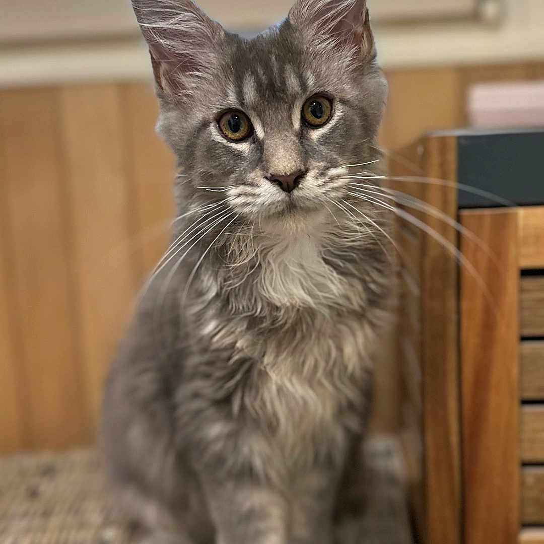 Zeus participe au concours pour gagner de l'argent avec cette photo : abyssinian, angora, animal, cat, egyptiancat, gray, hardwood, kitten, manx, pet, siamese, wood