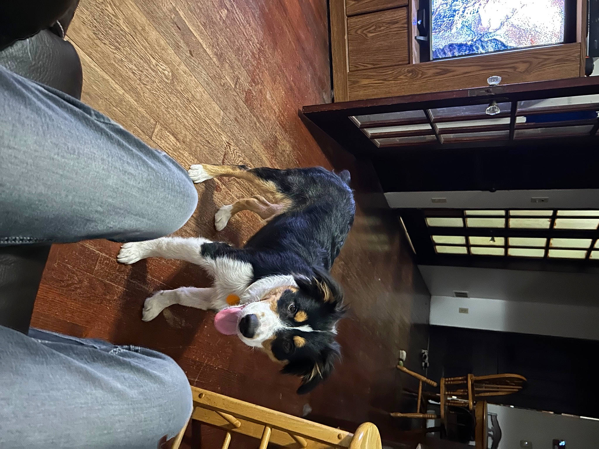 Bodie is registered to the contest to win money with this photo: comfort, companion_dog, denim, display_device, dog, dog_breed, elbow, flooring, fun, fur, hardwood, human_leg, jeans, lap, room, snapshot, television, television_set, thigh, wood