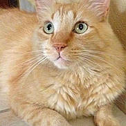 Puma is registered to the contest to win money with this photo: