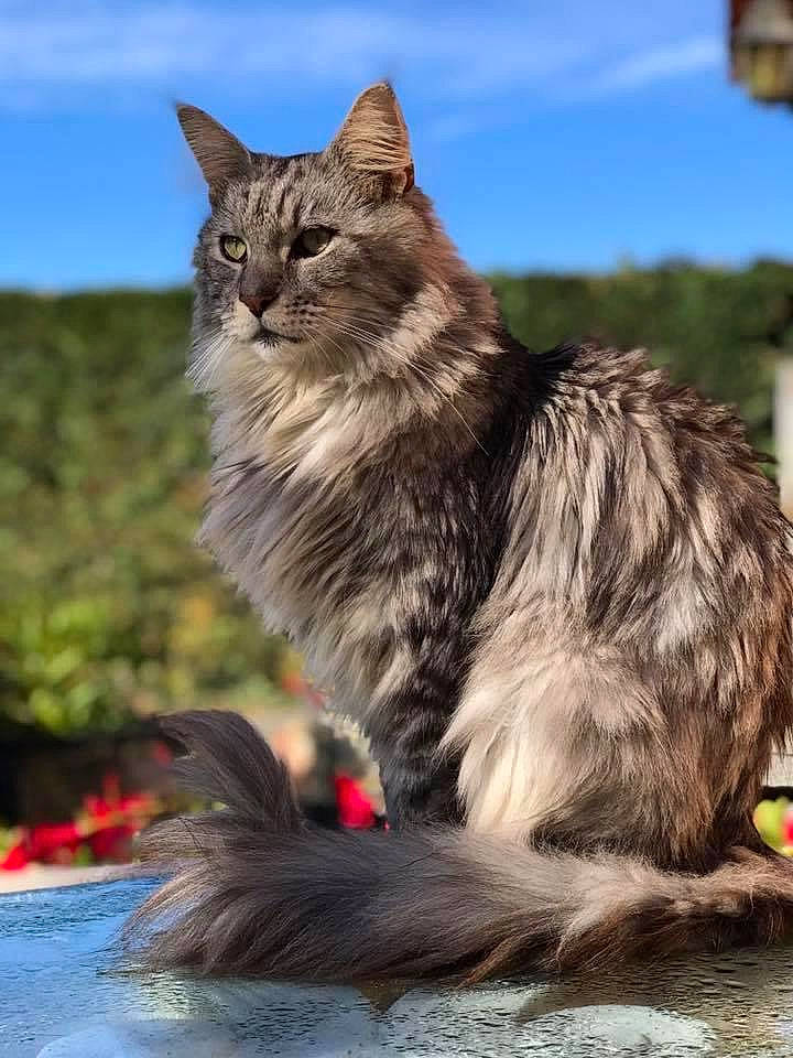 Lewis a rejoint le concours — aidez-le/la à gagner de superbes lots ! carnivore, cat, claw, domestic_short_haired_cat, felidae, fur, grass, maine_coon, norwegian_forest_cat, plant, sitting, sky, small_to_medium_sized_cats, snout, tail, terrestrial_animal, tree, whiskers, wildlife