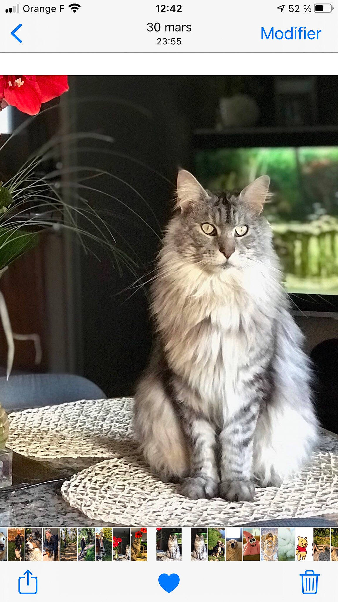 Lewis participe au concours pour gagner de l'argent avec cette photo : british_longhair, carnivore, cat, comfort, felidae, flower, flowerpot, fur, photo_caption, photograph, plant, ragdoll, rectangle, sitting, small_to_medium_sized_cats, snapshot, snout, terrestrial_animal, whiskers, window