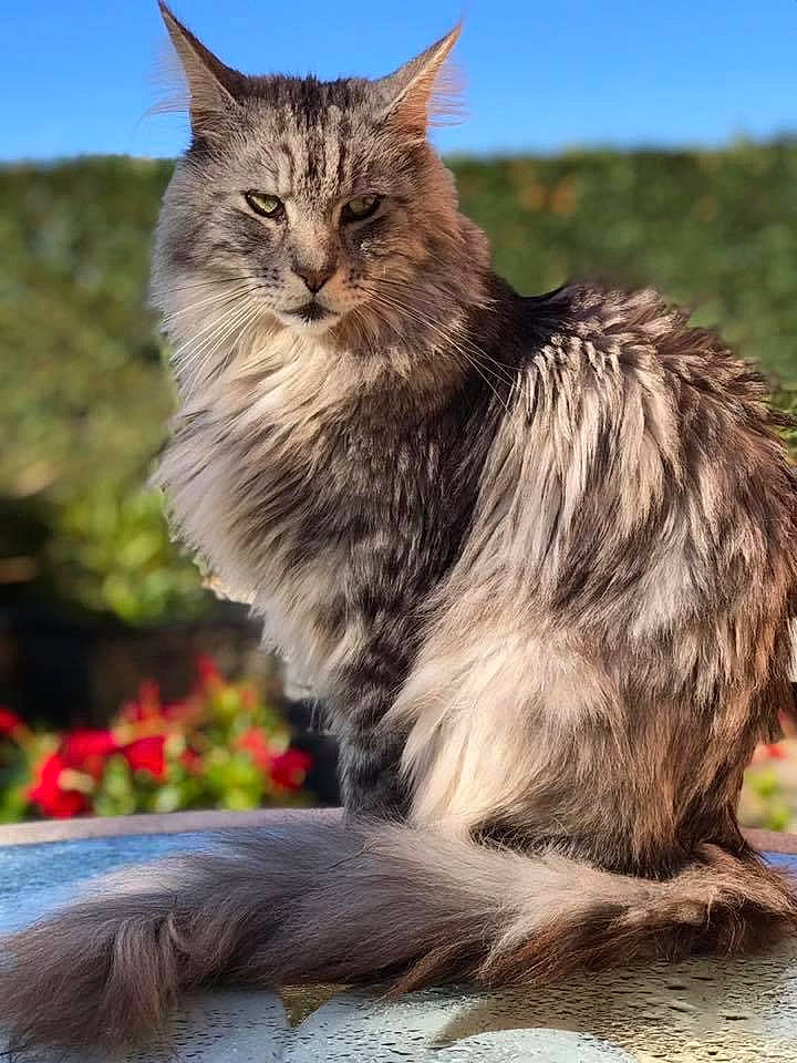 Lewis participe au concours pour gagner de l'argent avec cette photo : carnivore, cat, claw, felidae, fur, grass, maine_coon, plant, sky, small_to_medium_sized_cats, snout, tail, terrestrial_animal, whiskers, wildlife