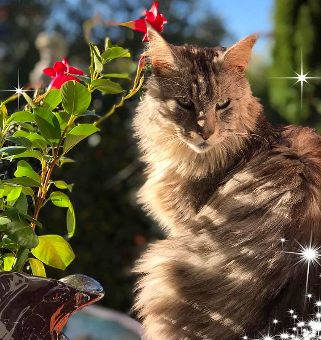 Lewis a rejoint le concours — aidez-le/la à gagner de superbes lots ! carnivore, cat, domestic_short_haired_cat, event, fawn, felidae, flower, fur, grass, maine_coon, photo_caption, plant, sky, small_to_medium_sized_cats, snout, sunlight, tail, terrestrial_animal, whiskers, wildlife