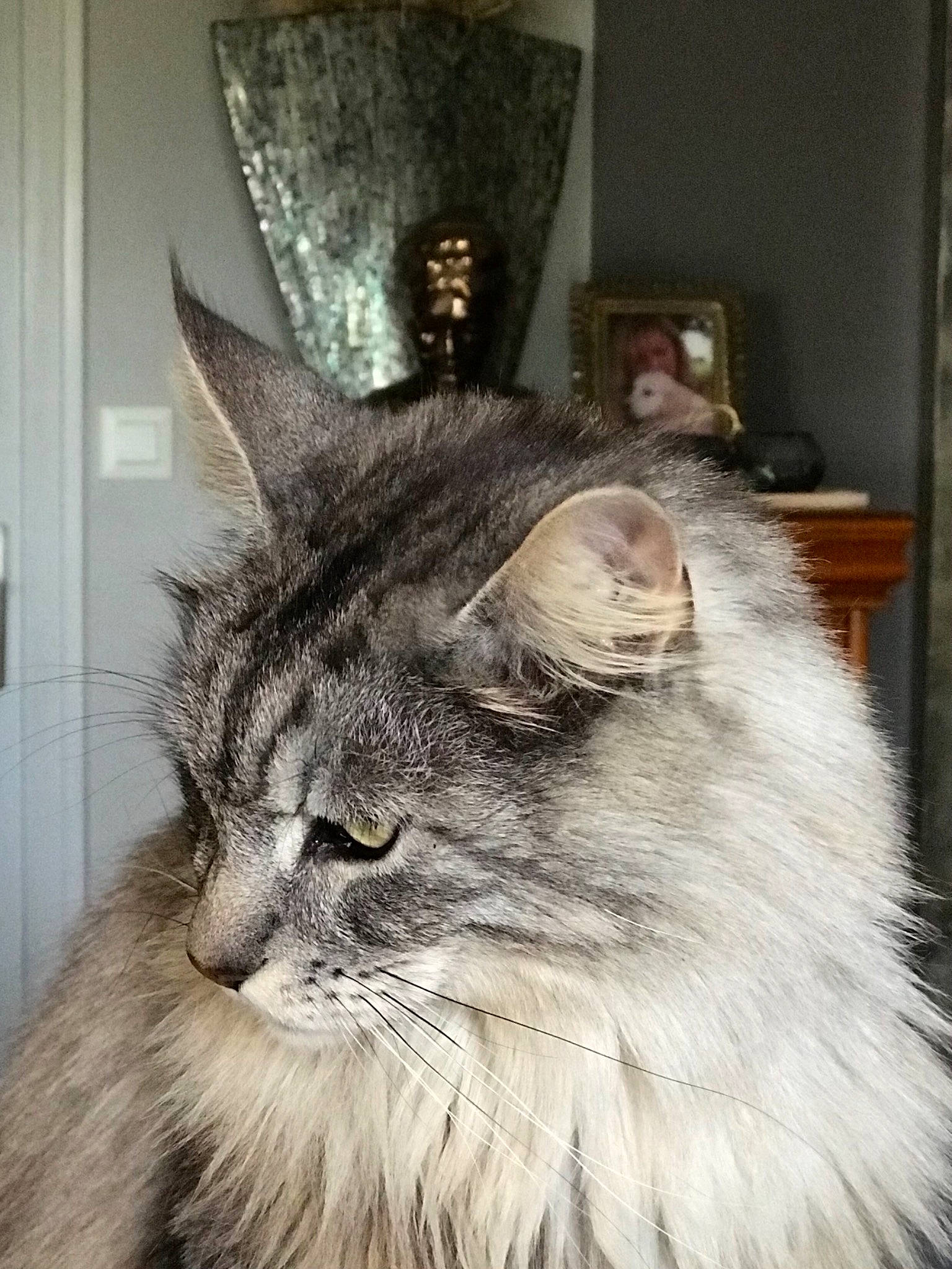 Lewis a rejoint le concours — aidez-le/la à gagner de superbes lots ! art, british_longhair, carnivore, cat, door, felidae, fur, grey, iris, picture_frame, plant, small_to_medium_sized_cats, snout, tail, whiskers, window