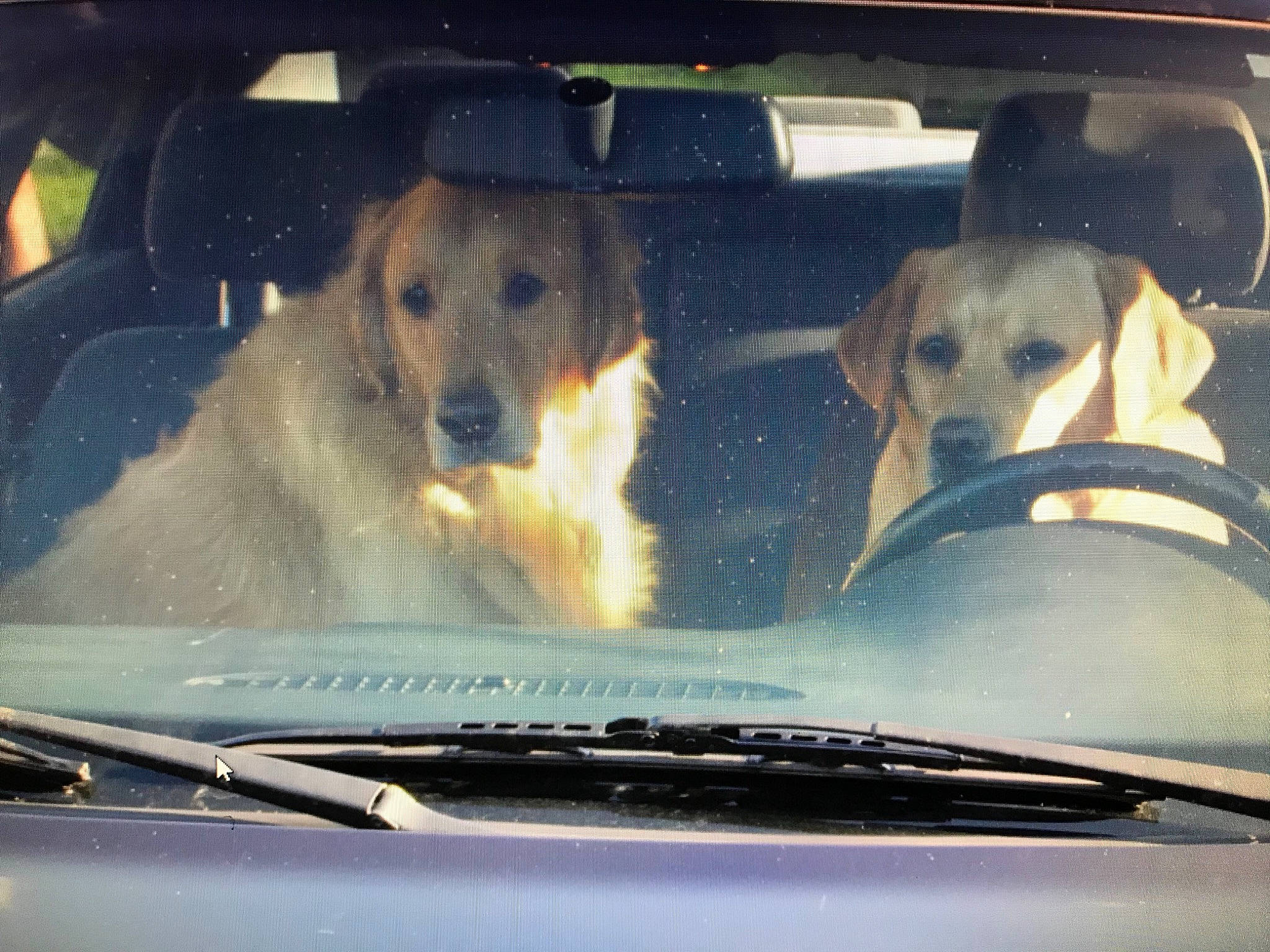 Cristale participe au concours pour gagner de l'argent avec cette photo : automotive_design, automotive_exterior, automotive_lighting, automotive_mirror, automotive_tire, car, carnivore, companion_dog, dog, dog_breed, hood, mammal, motor_vehicle, rear_view_mirror, snow, vehicle, vehicle_door, vertebrate, window, windscreen_wiper