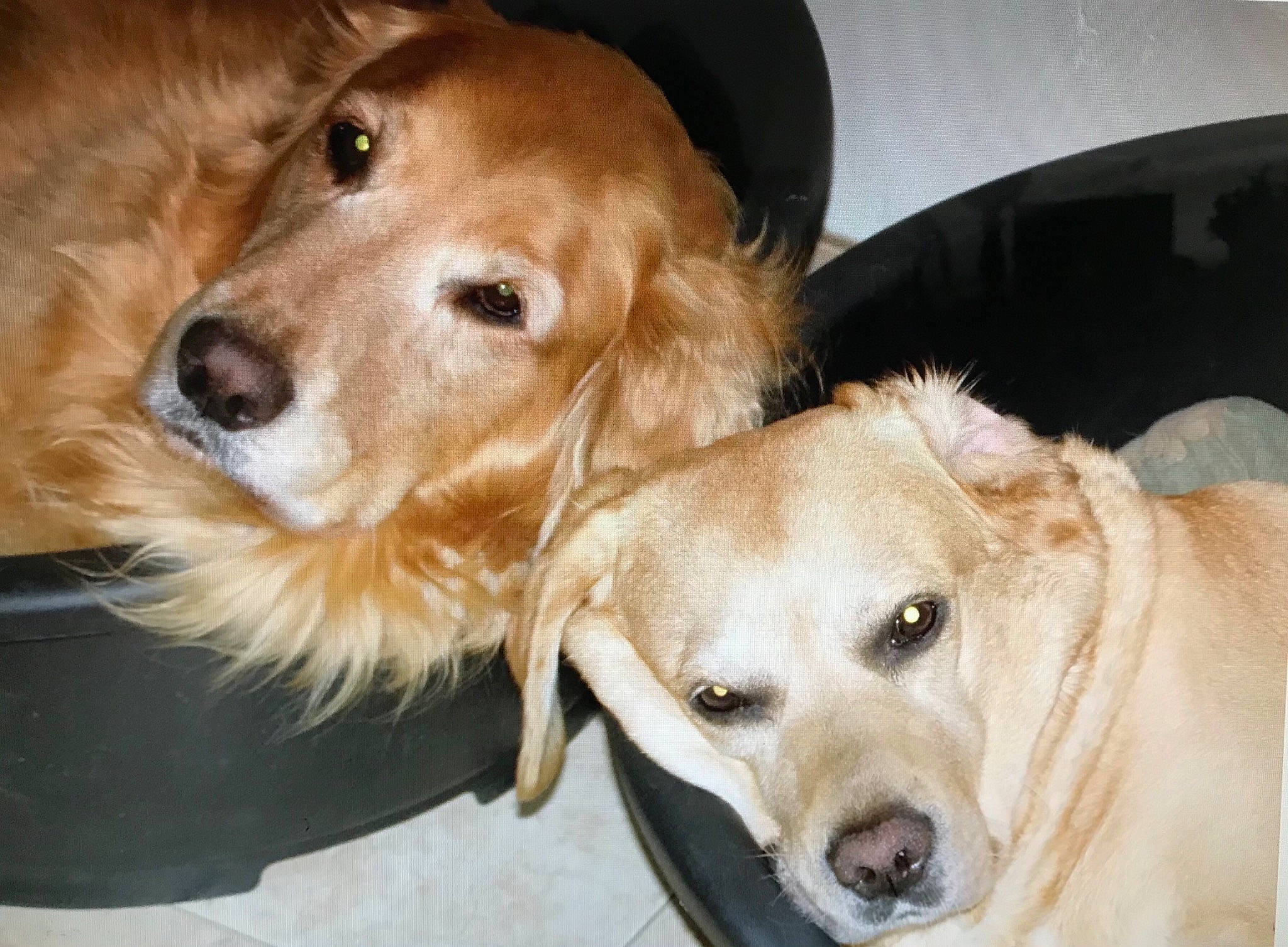 Cristale a rejoint le concours — aidez-le/la à gagner de superbes lots ! canidae, carnivore, collar, companion_dog, dog, dog_breed, dog_collar, ear, fawn, fur, golden_retriever, head, liver, pet_supply, plant, retriever, snout, sporting_group, whiskers, working_animal